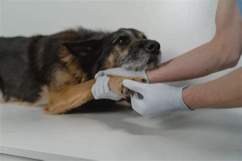диагноза артроза при кучета